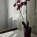 Проживание в семье Rosalia Любляна
